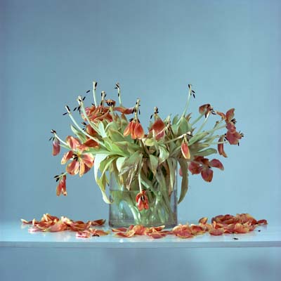 tulips photography c Philipp Kreidl