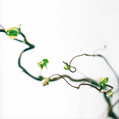 spring photography c Philipp Kreidl