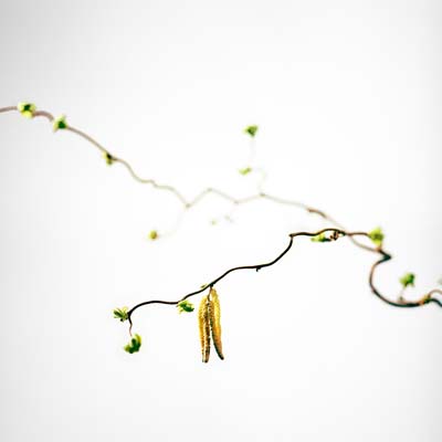 spring photography c Philipp Kreidl